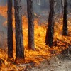 Лесам Ветлужского и Уренского районов Нижегородской области присвоен пятый из шести класс пожароопасности