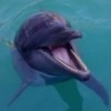 Дельфинарий под открытым небом в Нижнем Новгороде закроется 12 октября