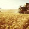 Нижегородские аграрии в этом году планируют собрать более миллиона тонн зерна