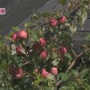 Нижегородские садоводы заявляют о готовности обеспечивать фруктами и овощами детские дома, школы и детсады, причем бесплатно