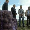 Более восьмисот тысяч тонн картофеля планируют собрать в Нижегородской области