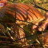 В Нижегородской области начался грибной сезон