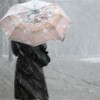 Дождь со снегом и сильный ветер ожидают нижегородцев в ближайшие сутки