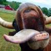 Бешеную корову обнаружили в Большеболдинском районе Нижегородской области