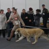Более 120 питомцев нижегородских собаководов приняли участие в международных соревнованиях в 2014 году