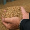 Около 1,5 млн тонн зерна планируется собрать в Нижегородской области в 2015 году