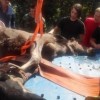 Найденных в Александровском саду лосей доставили в Кстовское охотхозяйство