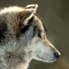 Будет ли наказан владелец трех волков, если подтвердится факт жестокого обращения с ними?