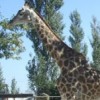 Жирафенок Радуга поселится в зоопарке «Лимпопо» в Нижнем Новгороде