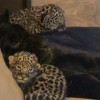 Ягуар Наоми в зоопарке «Лимпопо» впервые стала мамой