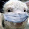 Крупные очаги особо-опасного заболевания - чумы свиней - сейчас находится на расстоянии 80 километров от нашего региона в Рязанской области