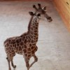 Жирафа Радуга прибыла в нижегородский зоопарк «Лимпопо» из Красноярска