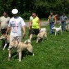 Чемпионат России по дрессировке собак пройдет в Дзержинске