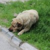 Отлов безнадзорных животных с целью их уничтожения в Нижегородской области запрещен