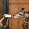 День рождения жирафа Радуги отметили в нижегородском зоопарке «Лимпопо»