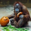 30 октября в зоопарке Лимпопо пройдёт праздник тыквы