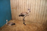 Второго из восьми фламинго приютили в нижегородском зоопарке