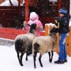 17 января бесплатно зоопарк смогут посетить Викторы и Ольги