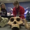 «17 черепов и зуб» привезли на Нижегородскую ярмарку