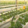 Объемы производства тепличных огурцов в Нижегородской области увеличится вдвое