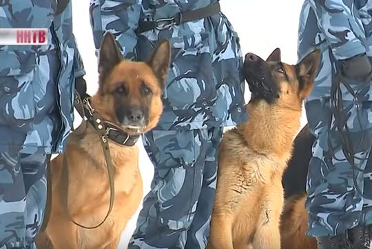 Соревнования служебных собак прошли в Нижнем Новгороде