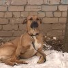 Жизнь пса, который несколько часов ждал своих хозяев на улице Станкозаводской, налаживается