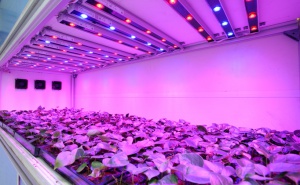 Нижегородская сельхозакадемия приступит к испытанию новой системы выращивания овощей с помощью светодиодов
