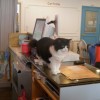 Первое в Нижнем Новгороде кошачье кафе откроется в начале марта
