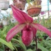 Нижегородские ботаники вывели новый вид орхидеи