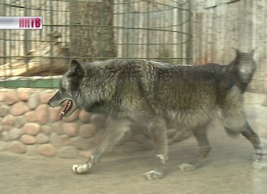 В зоопарке «Лимпопо» отмечают День рождения волчицы Беллы