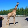 Жираф Радуга впервые вышла прогуляться по уличному вольеру в зоопарке