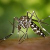 Пик численности комаров отмечается в Нижегородской области