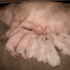 Сегодня на территории Нижегородской области зафиксирован очаг африканской чумы свиней