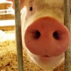 Локальный очаг вируса африканской чумы свиней в Дивеевском районе полностью ликвидирован