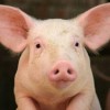 Новая вспышка африканской чумы свиней зафиксирована на территории личного подсобного хозяйства в селе Шерстино Арзамасского района
