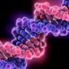 В НижГМА разработали новый метод ДНК-диагностики заболеваний