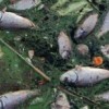 На Горьковском водохранилище произошёл большой выброс мёртвой рыбы