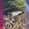 Информация о большом количестве мертвой рыбы, выброшенной на берег Горьковского водохранилища, поступила от жителей Чкаловского района