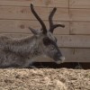 В ближайшее время посетители Керженского заповедника смогут увидеть новорожденного олененка