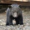 В Керженский заповедник выпустили трех медвежат