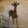 Юные нижегородцы смогут бесплатно посетить зоопарк «Лимпопо» в День рождения жирафа Радуги
