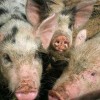 Карантин по африканской чуме свиней сняли в Починковском районе