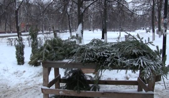 Более 120 елок изъято из незаконного оборота в Нижнем Новгороде, сообщает пресс-служба полицейского главка