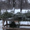 Более 120 елок изъято из незаконного оборота в Нижнем Новгороде, сообщает пресс-служба полицейского главка