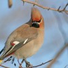 Орнитологи призывают нижегородцев подкармливать птиц зимой