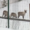 Популяцию северных оленей восстанавливают в Керженском заповеднике