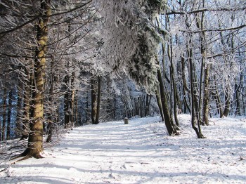 Небольшие снегопады пройдут в Нижнем Новгороде в выходные