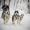 10 тысяч участников и 500 собак примут участие в этапе кубка мира по гонкам на собачьих упряжках в Нижегородской области