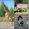 Победитель розыгрыша в зоопарке «Лимпопо» сможет попасть в вольер к жирафу, лемуру или тапиру