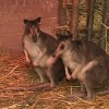 Новыми экзотическими животными в преддверии открытия летнего сезона пополнился зоопарк «Лимпопо»